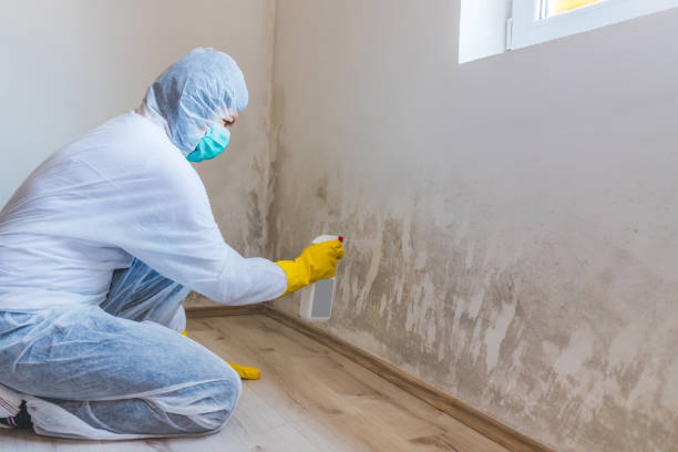 Licensed Black Mold Remediation service in Chantilly, VA - 24 Hour Mold Removal