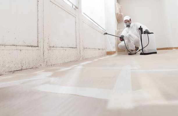 24/7 Emergency Black Mold Remediation experts in Chantilly, VA