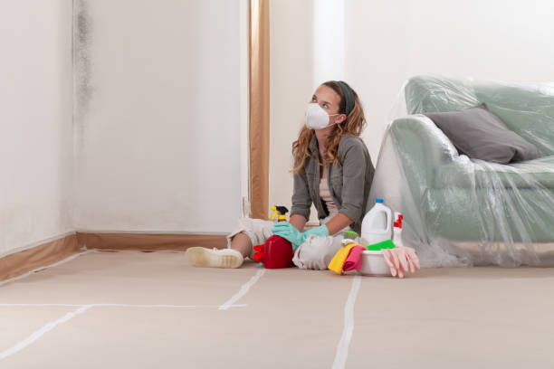 Reliable Black Mold Remediation contractor in Chantilly, VA by 24 Hour Mold Removal