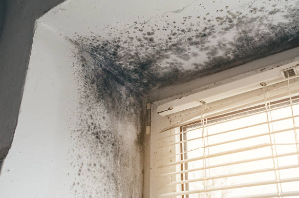 Affordable Black Mold Remediation solutions in Chantilly, VA