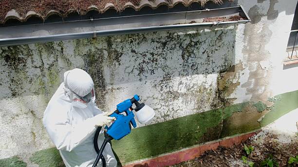 Top rated local Black Mold Remediation specialists in Chantilly, VA